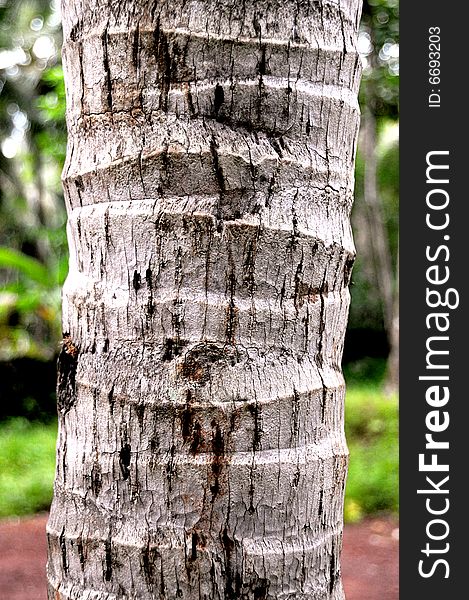 Close up of coconut tree in kerala, India