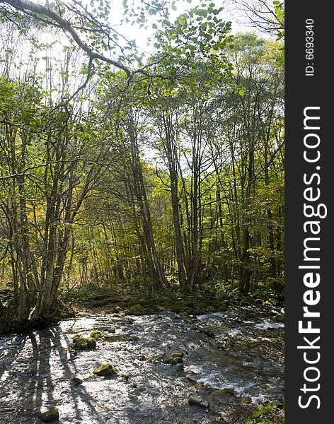 Landscape image of river flowing through forest. Landscape image of river flowing through forest