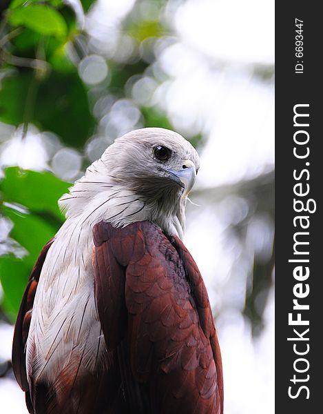 A colourful eagle on a branch of tree. A colourful eagle on a branch of tree