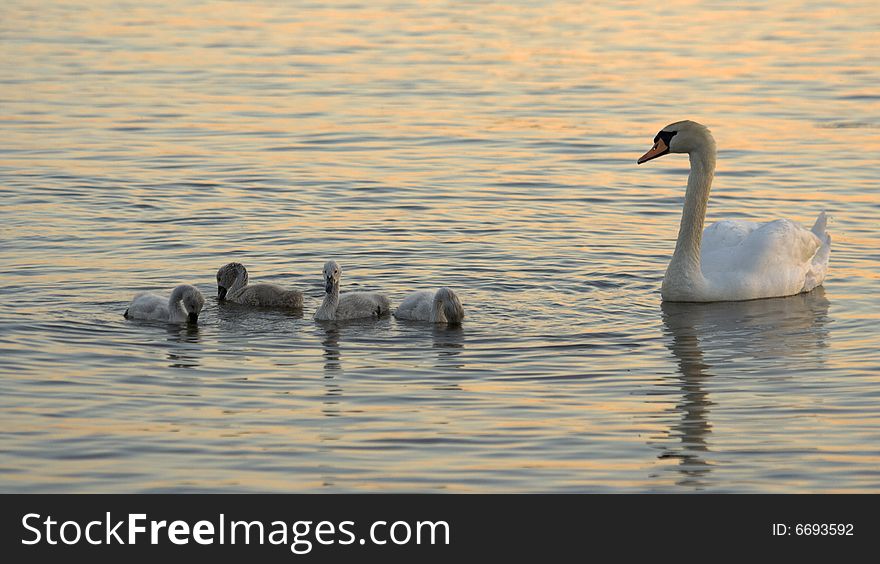 Swans family at the evening sun.