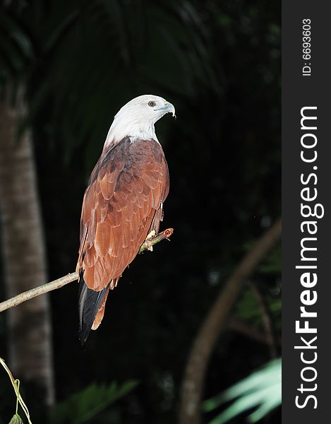 A colourful eagle on a branch of tree. A colourful eagle on a branch of tree