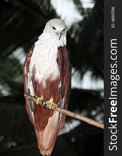 A colourful eagle on a branch of tree. A colourful eagle on a branch of tree