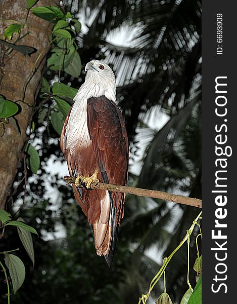 A colourful eagle sitting on branch of a tree. A colourful eagle sitting on branch of a tree