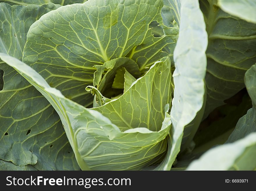 Green cabbage in field as agricultural culture