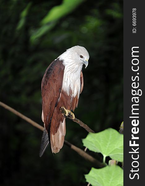 A colourful eagle sitting on branch of a tree. A colourful eagle sitting on branch of a tree