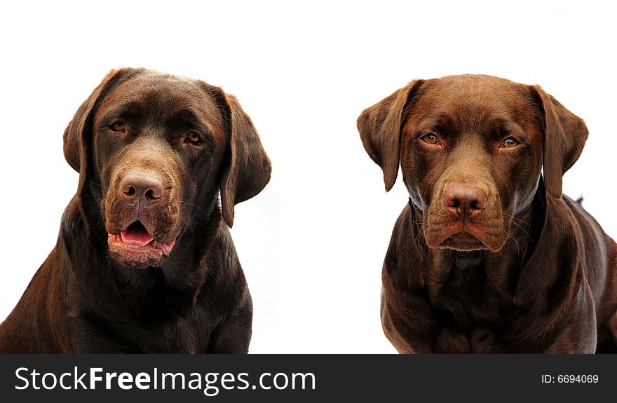 Head shot of a two adorable chocolate labrador dogs. Head shot of a two adorable chocolate labrador dogs