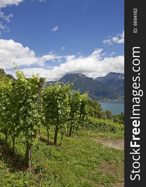 Vineyards in the city of Spiez, Switzerland