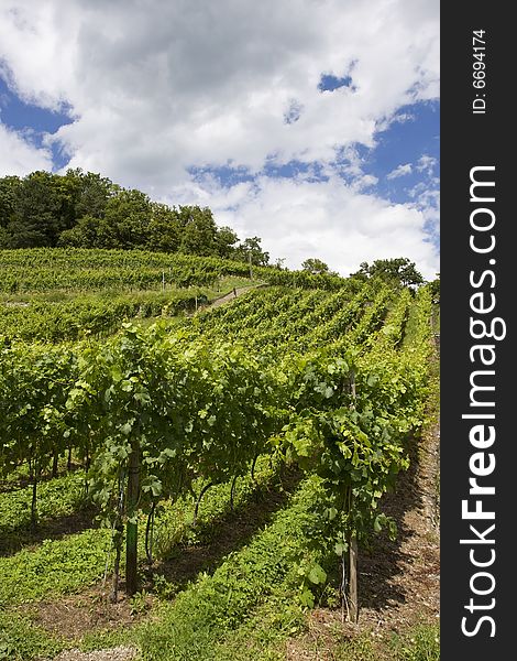 Vineyards in the city of Spiez, Switzerland