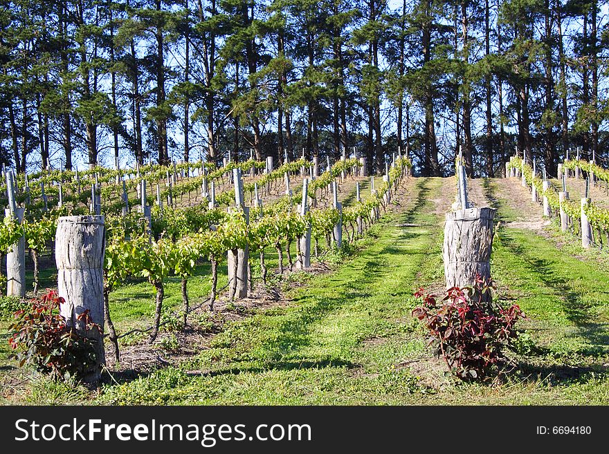 Vineyard of grapes in a row