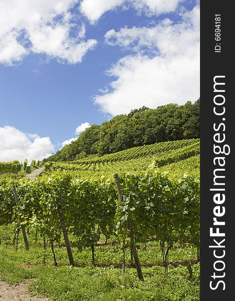 Vineyards in the city of Spiez, Switzerland