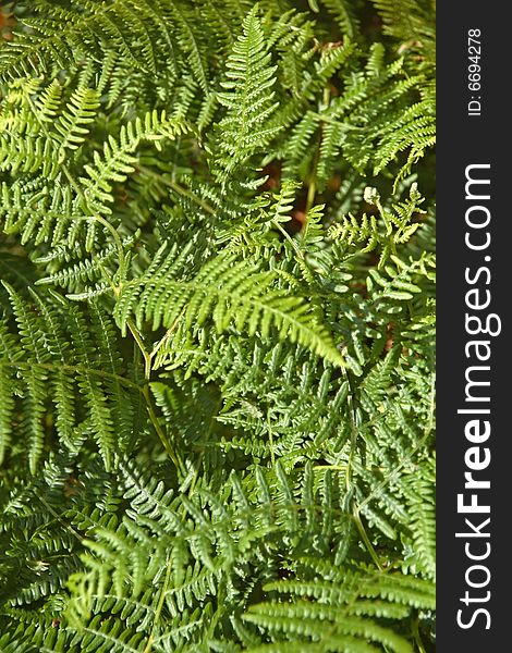 A nice background of fern leaves