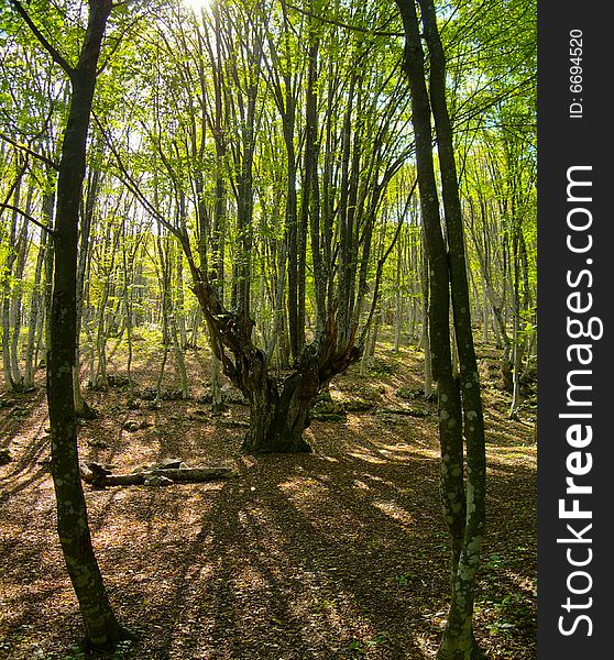 UKRAINE CRIMEA Black sea Wood leaves autumn a grass an old tree trees the sun beams of the sun day warmly. UKRAINE CRIMEA Black sea Wood leaves autumn a grass an old tree trees the sun beams of the sun day warmly