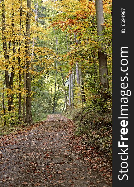 October scene in germany. street through the autumn forest. October scene in germany. street through the autumn forest