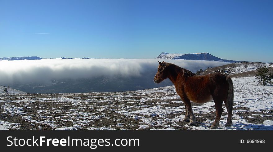 UKRAINE; CRIMEA; Black sea; YALTA; Demerdji Mountains; a fog; the blue sky; winter; white snow; a horse; dream; of travel; height; a distance. UKRAINE; CRIMEA; Black sea; YALTA; Demerdji Mountains; a fog; the blue sky; winter; white snow; a horse; dream; of travel; height; a distance