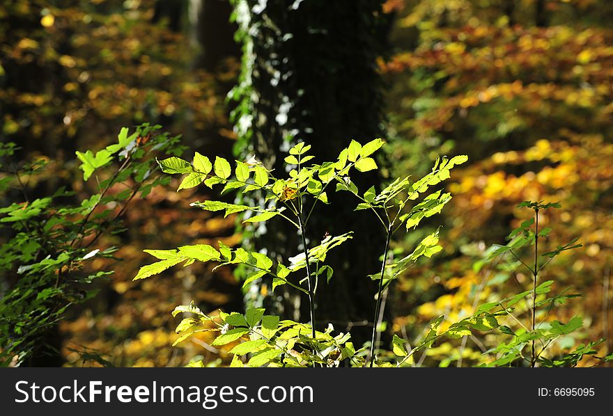 Autumn scene in germany. leaves infront of tree background. Autumn scene in germany. leaves infront of tree background