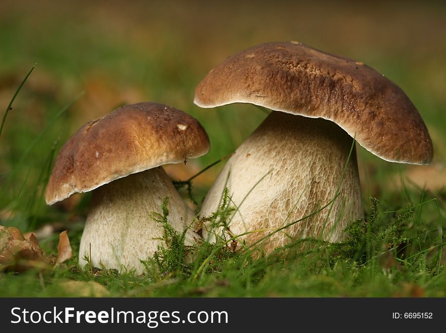 Autumn scene: two brown and white colored mushrooms in the grass