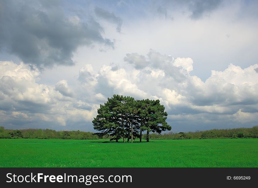 Beautiful field with trees in the center