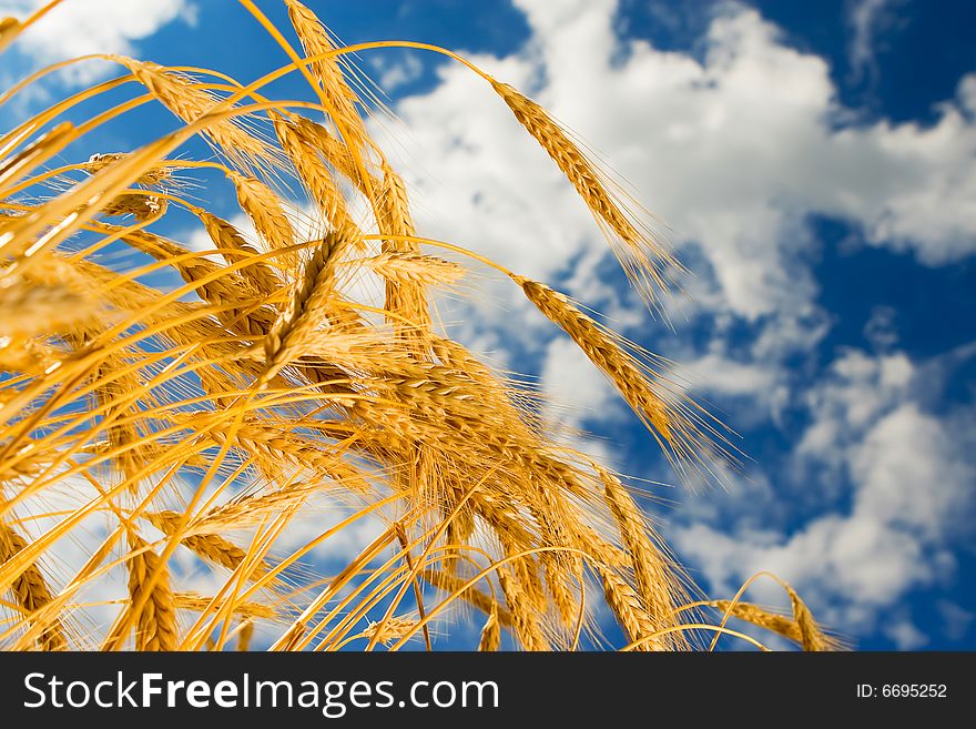 Golden wheat in the blue sky background