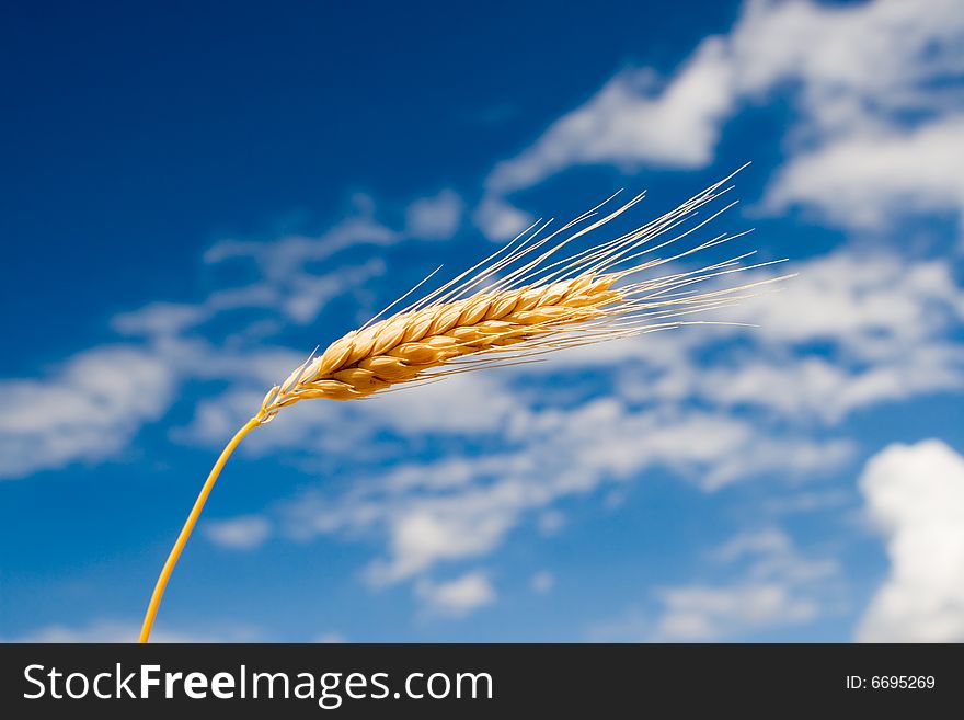 Golden wheat in the blue sky background