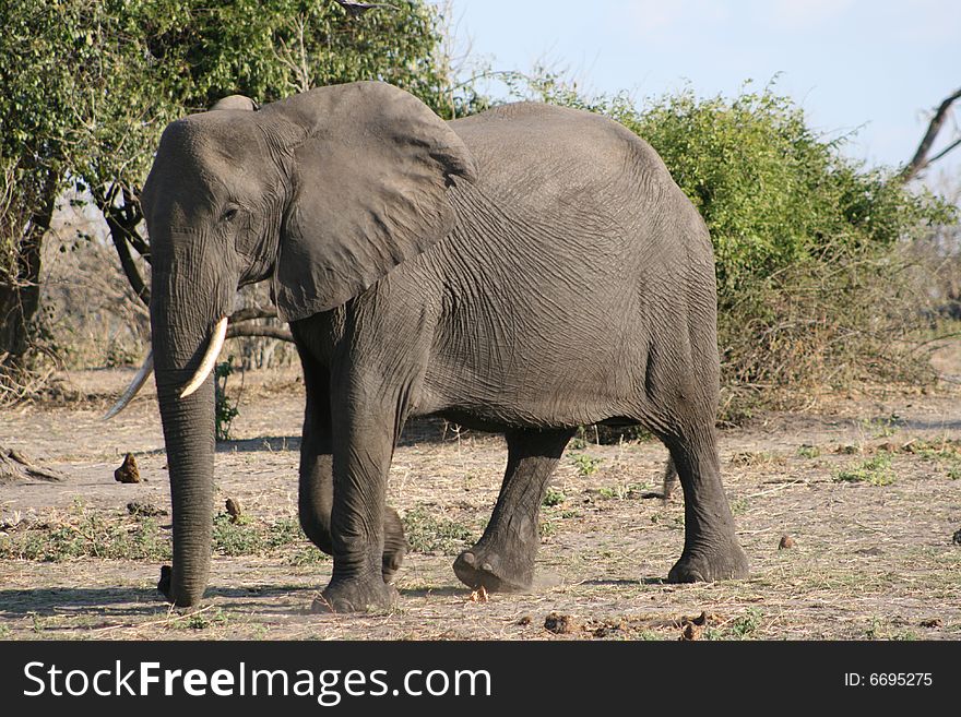 Male African elephant walking across savannah