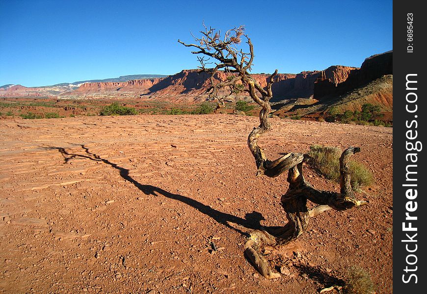 The tree in the red canyon. The tree in the red canyon