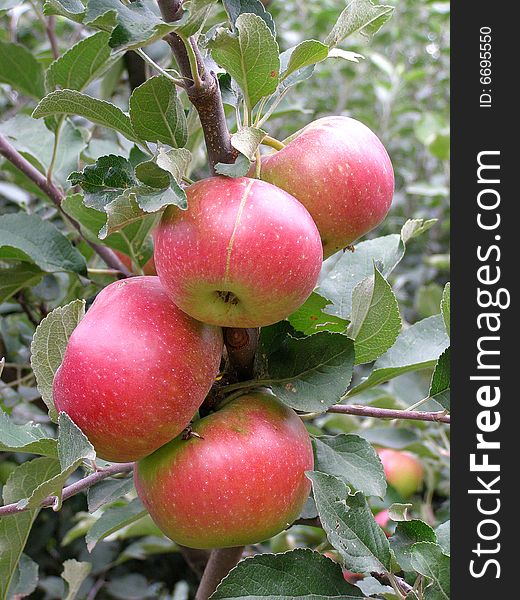 The orchard. Ripe apples on the tree.