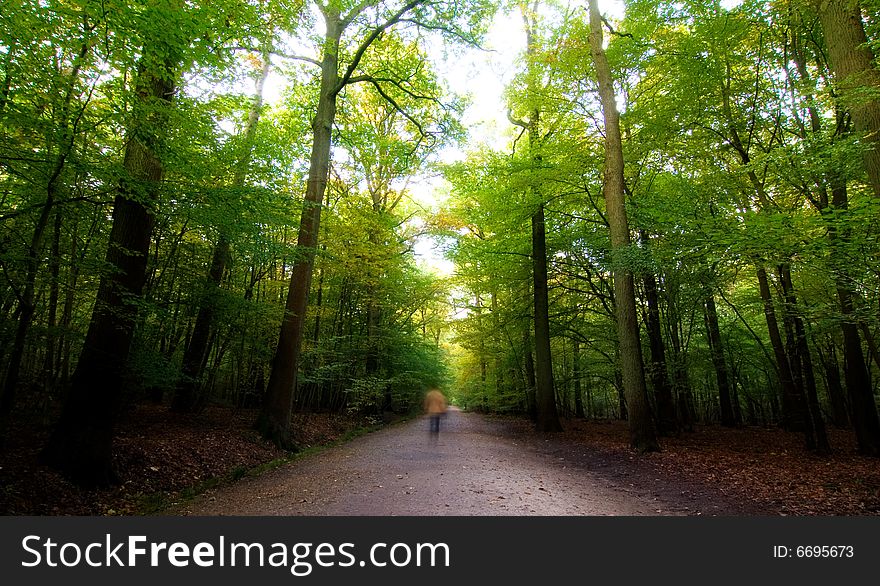 A forest path in a green glowing wood. A forest path in a green glowing wood