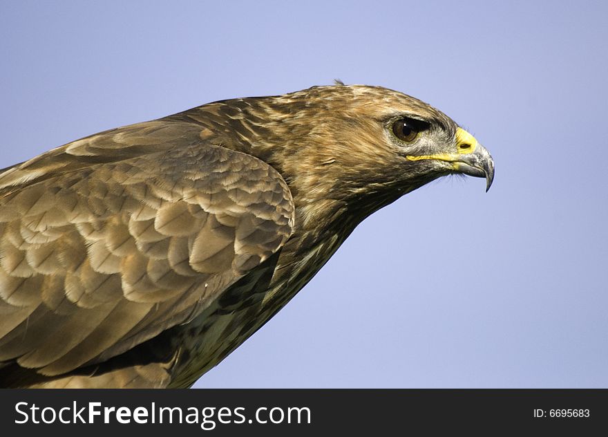 Portrait of a buzzard hawk