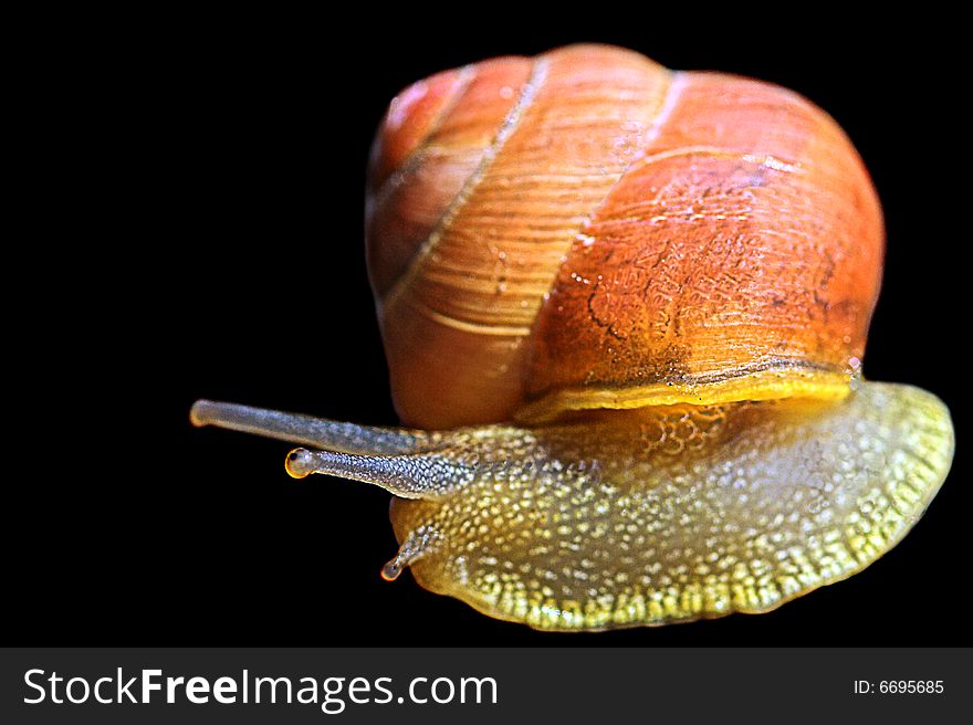 Snail found in the east of Denmark. Snail found in the east of Denmark