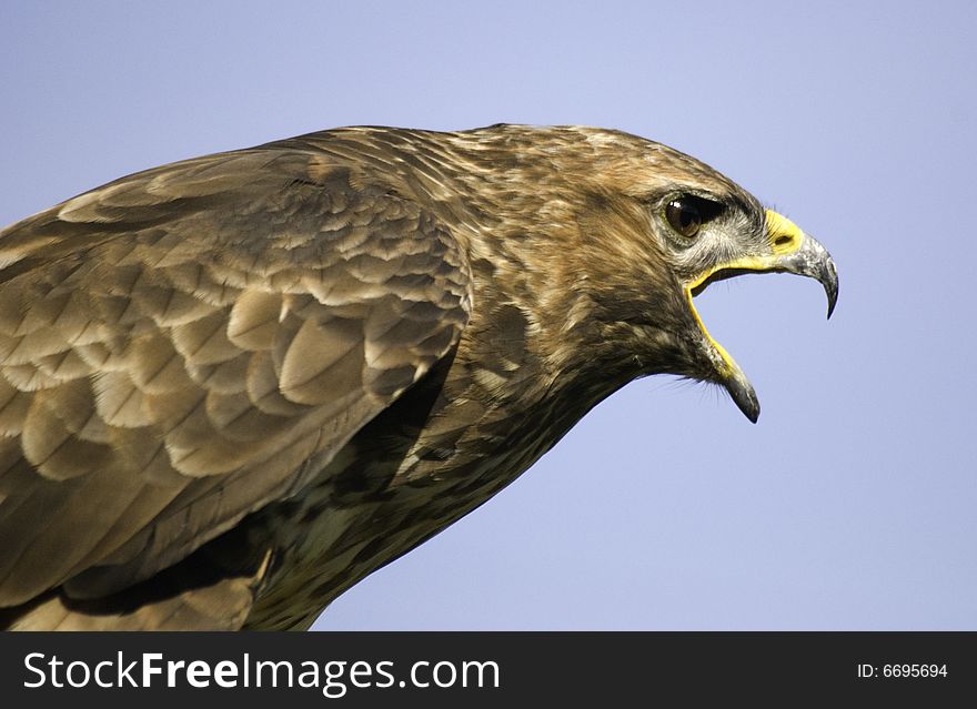 Portrait of a buzzard shouting