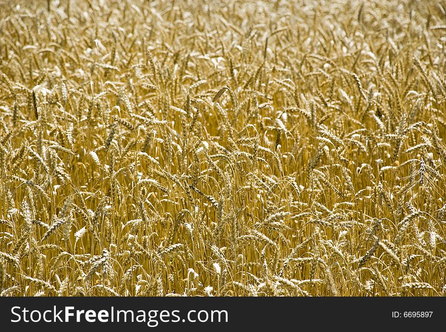 Wheat in field in Ukaine. Wheat in field in Ukaine