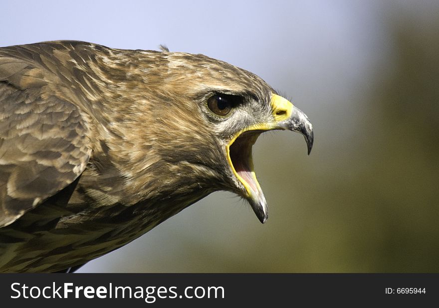 Portrait of a buzzard shouting