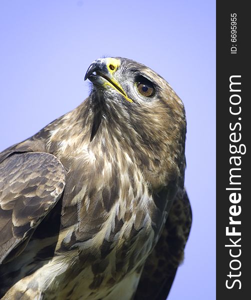 Portrait of a buzzard hawk