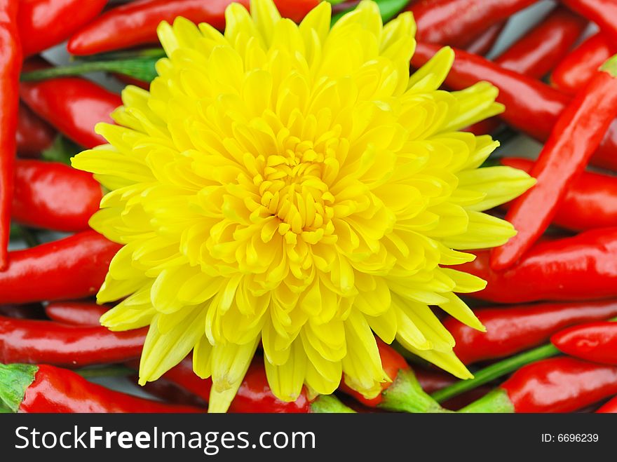 Chrysanthemums And Peppers