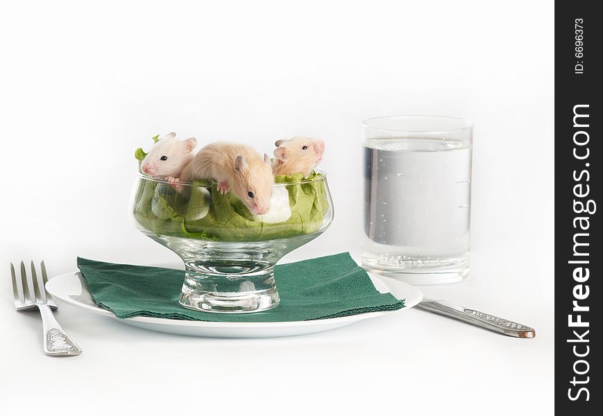 Hamsters At Salad