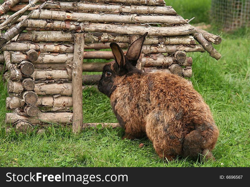 Brown rabbit in front of his house