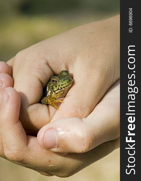 A little green frog being held in two hands. A little green frog being held in two hands.