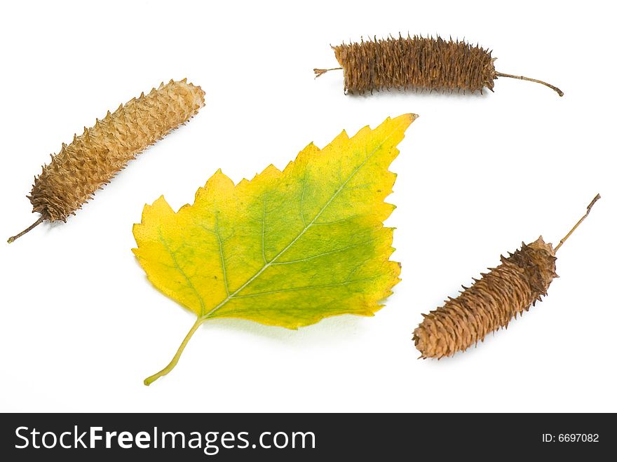 Yellow leaves and birch ear-rings on a white background