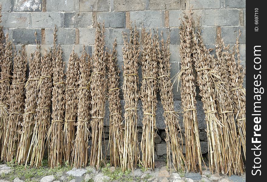 Sundried gingili against the wall