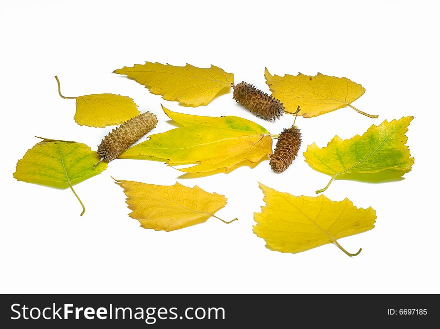 Yellow leaves and birch ear-rings on a white background