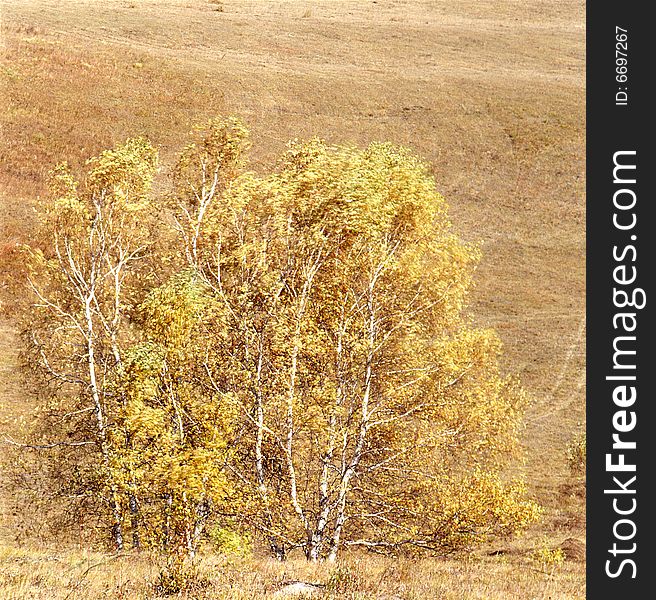 A golden autumn field,it is named bashang.