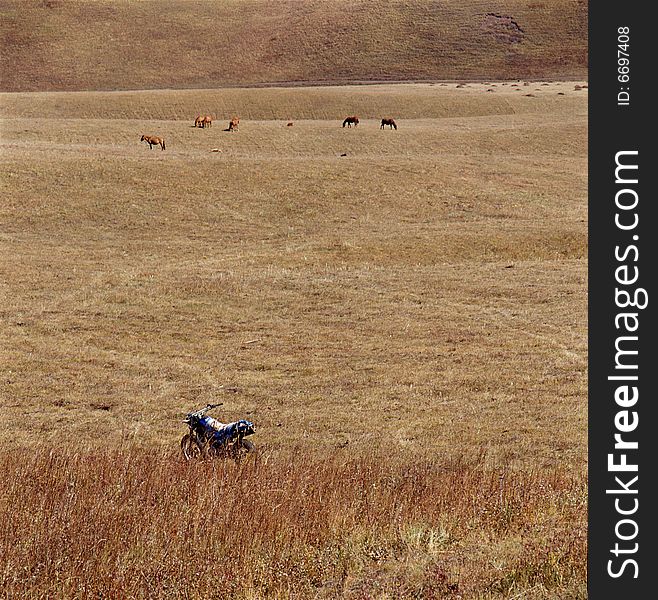 A golden autumn field,it is named bashang.