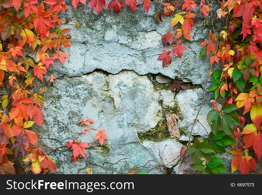 Old wall with vine. Autumn background.