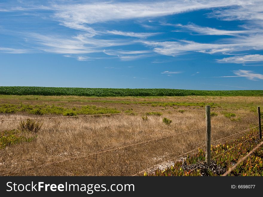 Corn Field With Fence