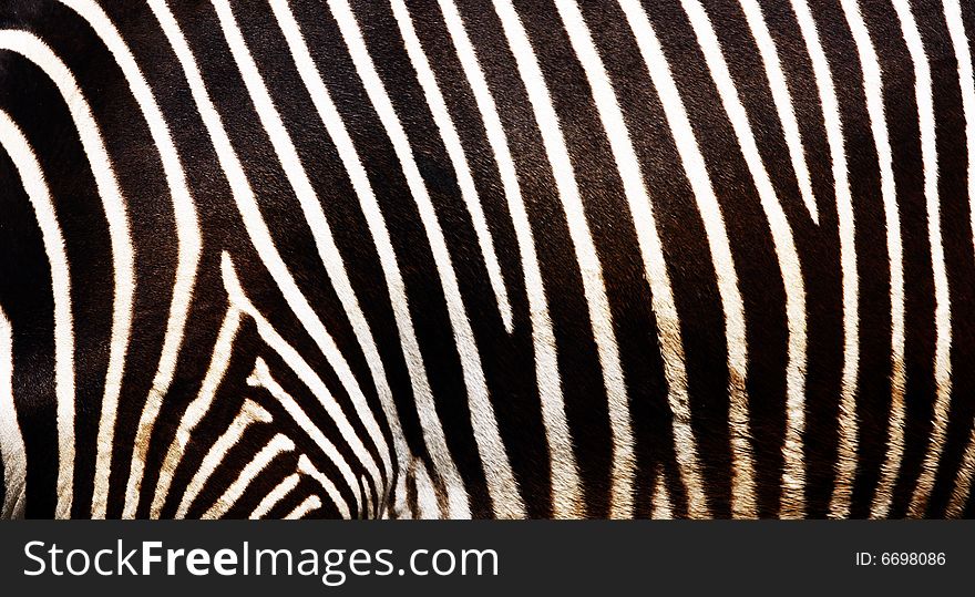 Macro photo picture of black and white lines of zebra. Macro photo picture of black and white lines of zebra