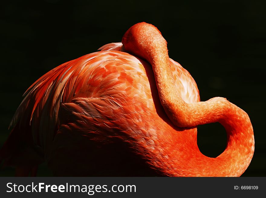 Portrait of orange flamingo take a rest