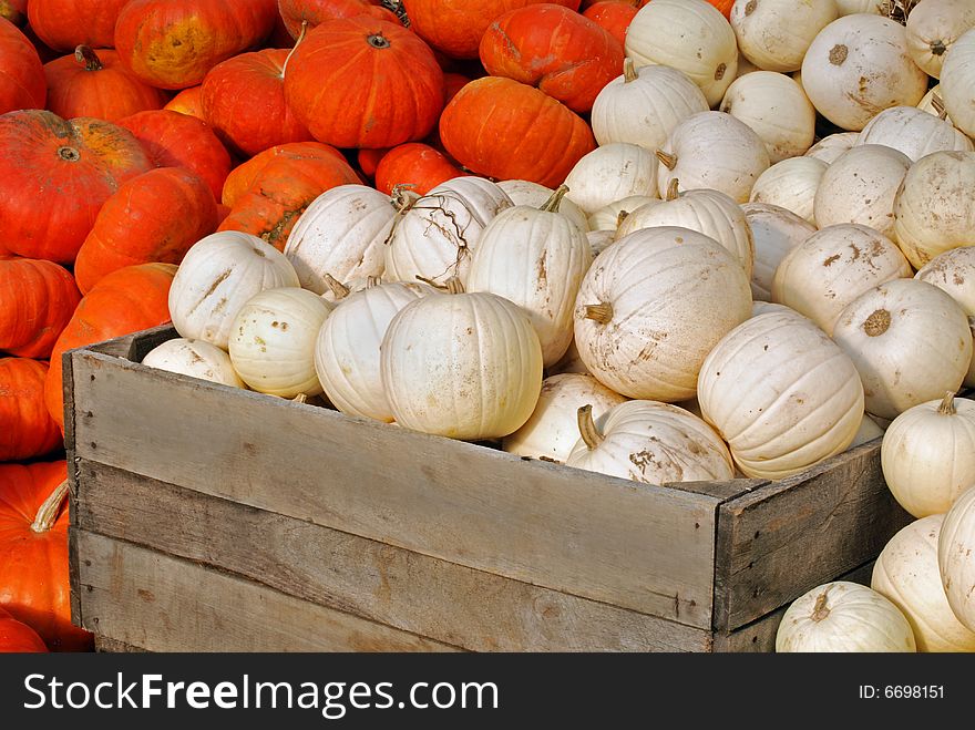 Orange and white pumpkins in an old farm crate. Orange and white pumpkins in an old farm crate.