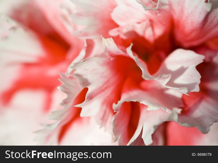 Macro shot of red and white carnation. Macro shot of red and white carnation