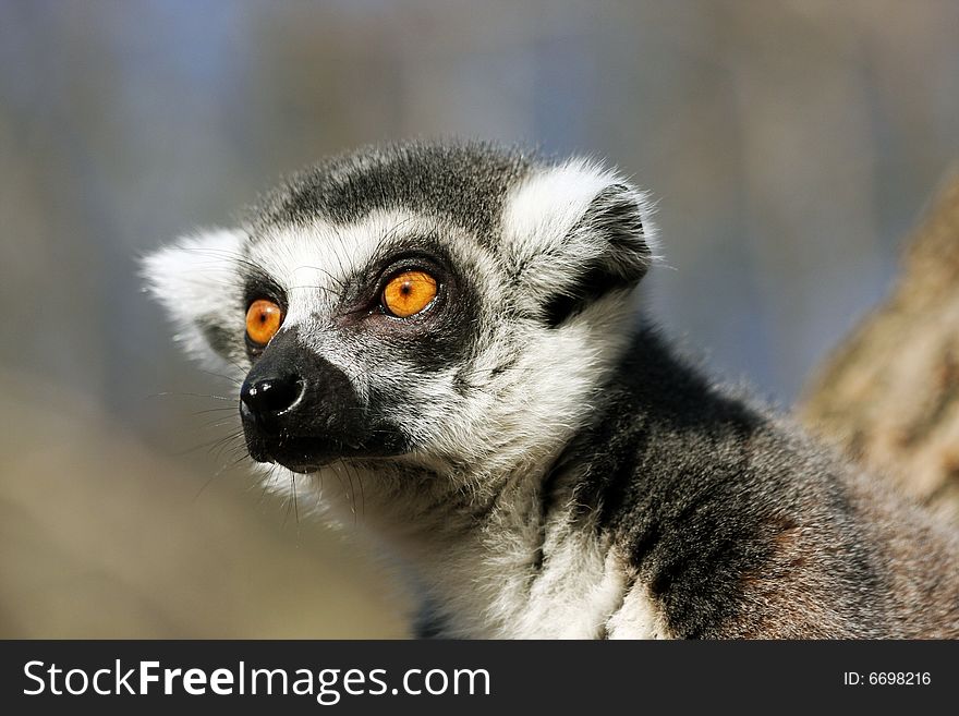 Portrait of head of lemur kata. Portrait of head of lemur kata