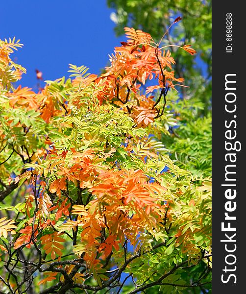 Autumn leaves on blue sky background